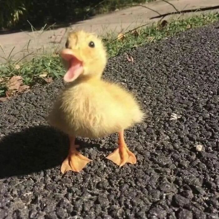 Fluffy yellow duckling standing on pavement with its beak open, one of the cute ducks in heart-warming pictures.
