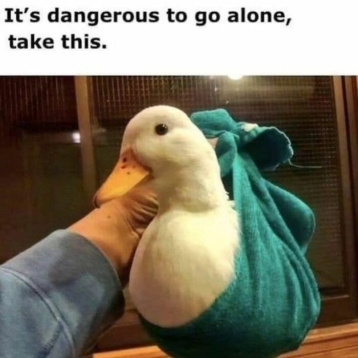 A cute white duck wrapped in a blue cloth held gently by a hand, showcasing heart-warming pictures of cute ducks.