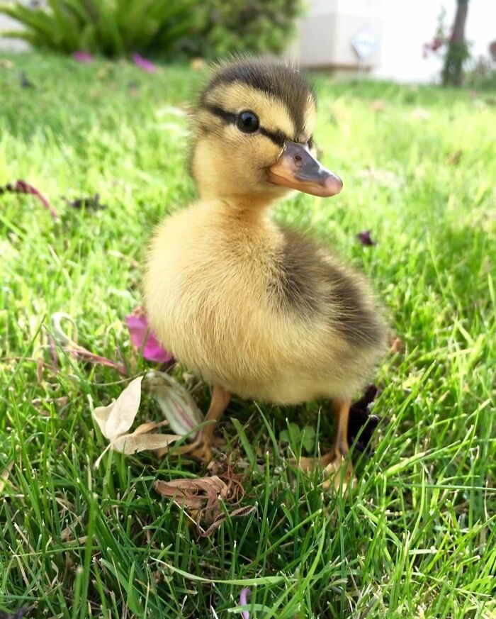 Cute duckling standing on green grass with soft feathers and bright eyes in a heart-warming adorable duck picture.