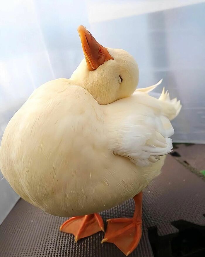 Close-up of a cute white duck resting with eyes closed, showcasing fluffy feathers and orange webbed feet indoors.