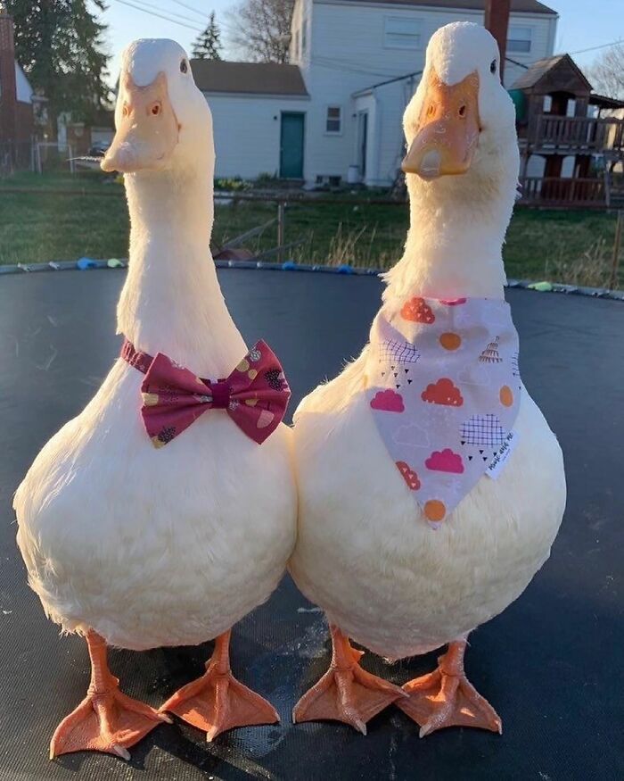 Two cute ducks standing side by side wearing a bow tie and colorful bandana, outdoors on a trampoline.