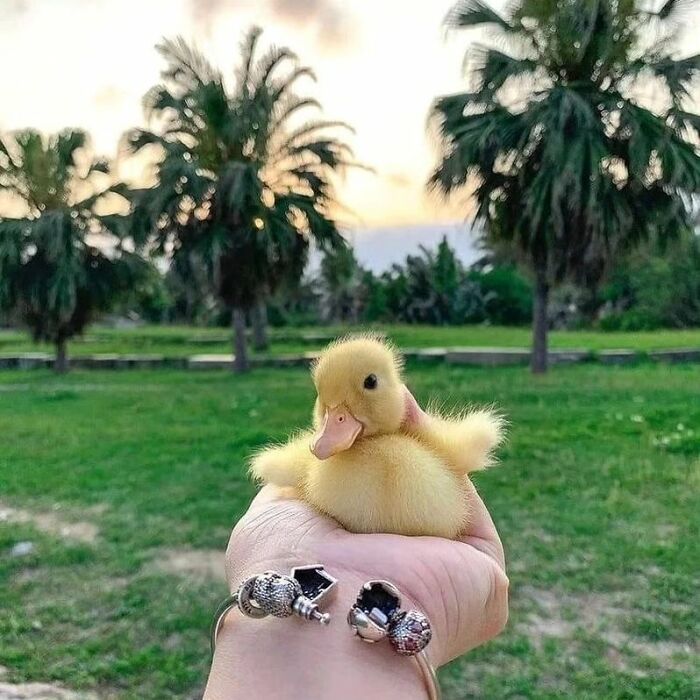 Yellow duckling held gently in hand with palm trees and green grass in the background, showcasing cute ducks in nature.