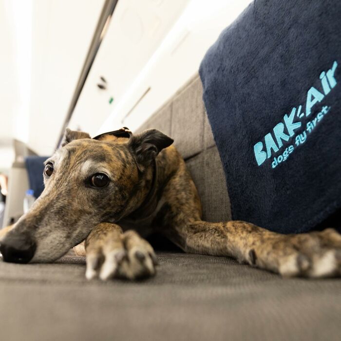 Bark Air, Where Dogs Rule The Skies In Luxury With A New Airline Designed For Them