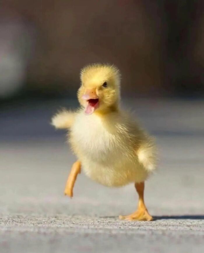 Cute duckling walking happily on a smooth surface with soft lighting, capturing an adorable and heart-warming moment.