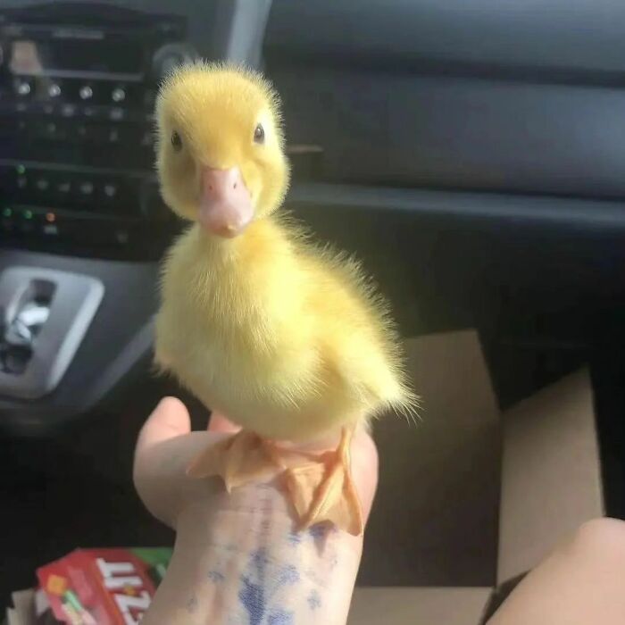 Close-up of a cute yellow duckling perched on a hand, showcasing heart-warming adorable duck moments.