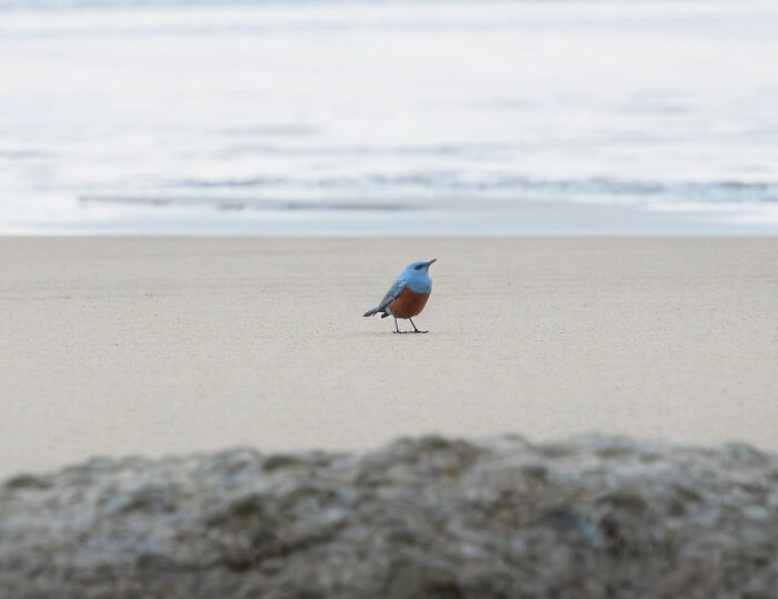 Michael Sanchez Made Birding History With His Photos Of Rare Blue Rock Thrush