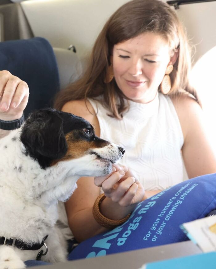 Bark Air, Where Dogs Rule The Skies In Luxury With A New Airline Designed For Them