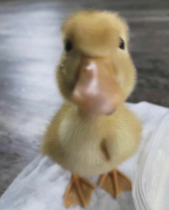 Close-up of a cute duckling with soft yellow feathers standing on a white surface indoors, capturing adorable duck moments.