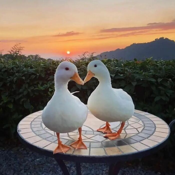 Two cute ducks standing on a mosaic table outdoors with a sunset and greenery in the background, showcasing adorable duck moments.