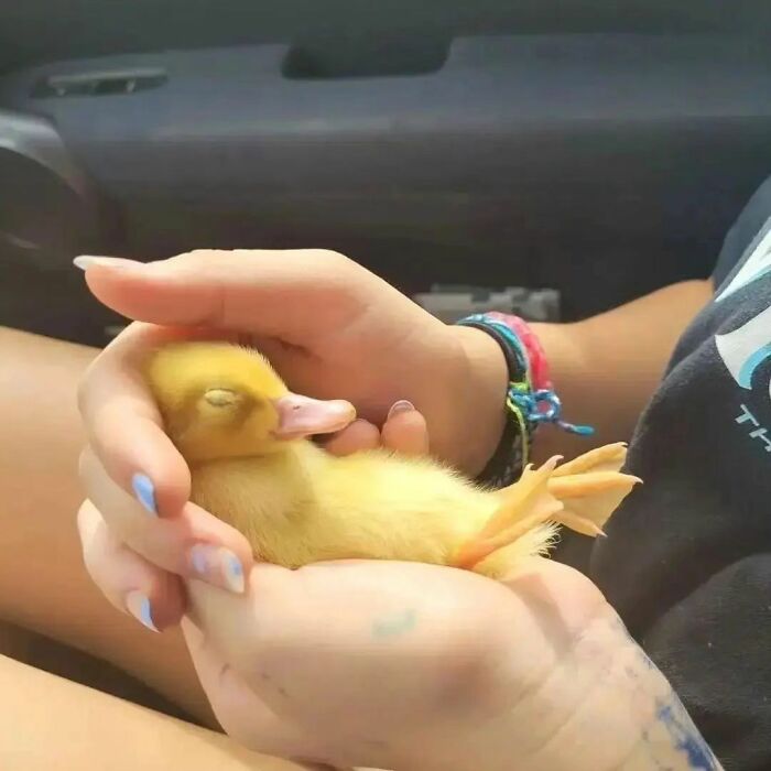 A person gently holding a sleeping cute duckling in their hands, showcasing adorable and heart-warming ducks.