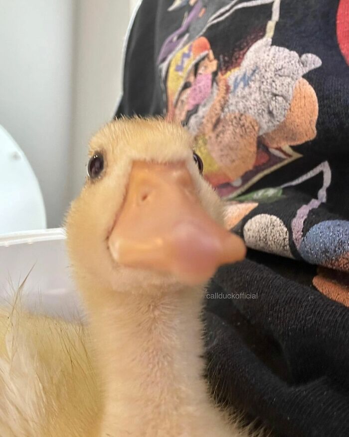 Close-up of a cute duckling with soft yellow feathers, highlighting adorable features in heart-warming pictures of cute ducks.