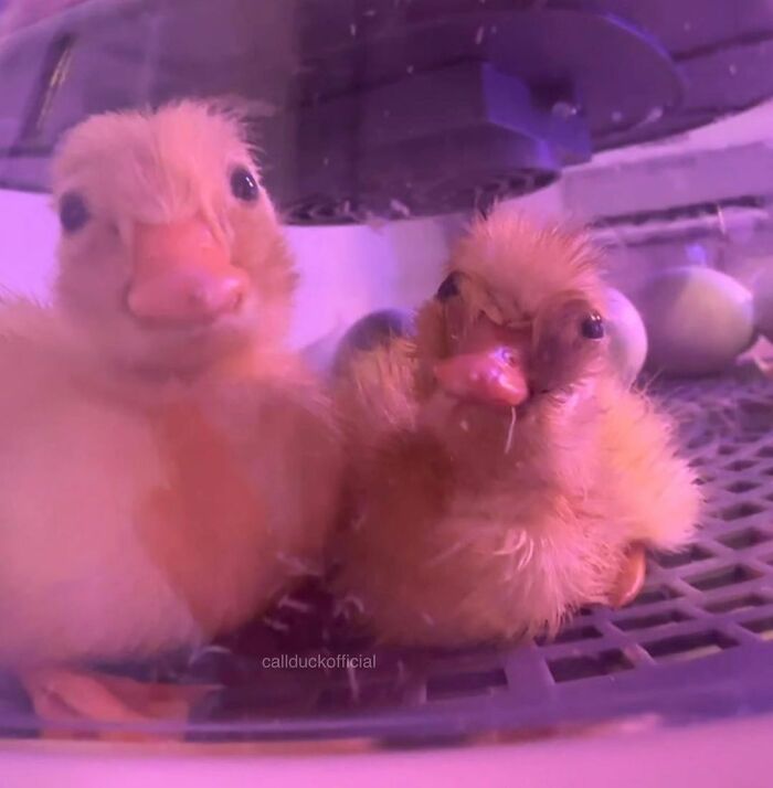 Two cute ducklings with fluffy feathers resting inside a warm incubator among eggs, showcasing adorable duck pictures.