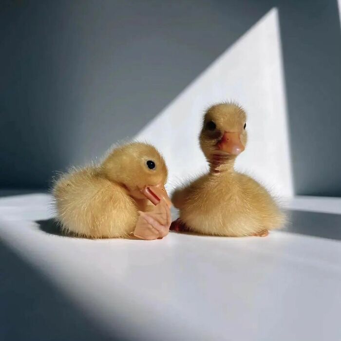 Two cute ducklings with soft yellow feathers sitting together in warm natural light on a white surface.