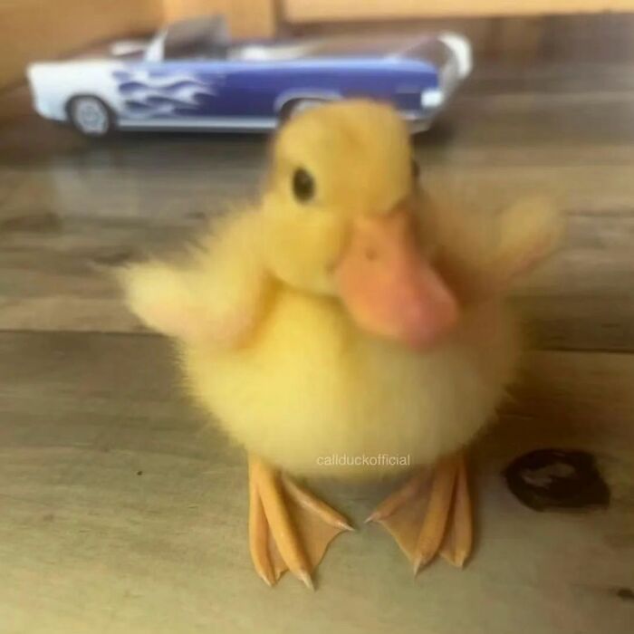 Close-up of a cute yellow duckling with soft feathers standing on wooden floor, heart-warming cute ducks image.