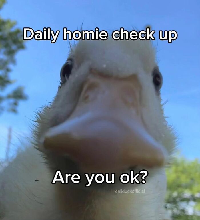 Close-up of a cute duck with text checking on well-being, perfect heart-warming pictures of cute ducks for a bright day.
