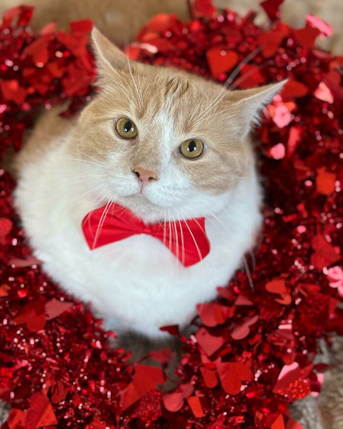 Meet Axel: The 43-Pound Cat Whose Weight Loss Journey Will Melt Your Heart Meet Axel: The 43-Pound Cat Whose Weight Loss Journey Will Melt Your Heart