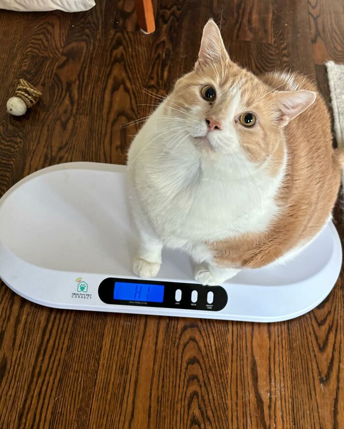 Meet Axel: The 43-Pound Cat Whose Weight Loss Journey Will Melt Your Heart Meet Axel: The 43-Pound Cat Whose Weight Loss Journey Will Melt Your Heart
