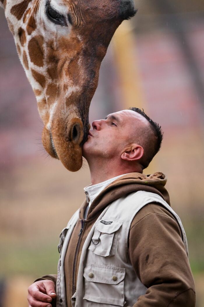 A Heartbreaking Day At The Macedonian Zoo: Zookeeper And Giraffe Both Pass Away, Leaving A Legacy
