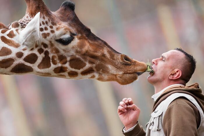 A Heartbreaking Day At The Macedonian Zoo: Zookeeper And Giraffe Both Pass Away, Leaving A Legacy