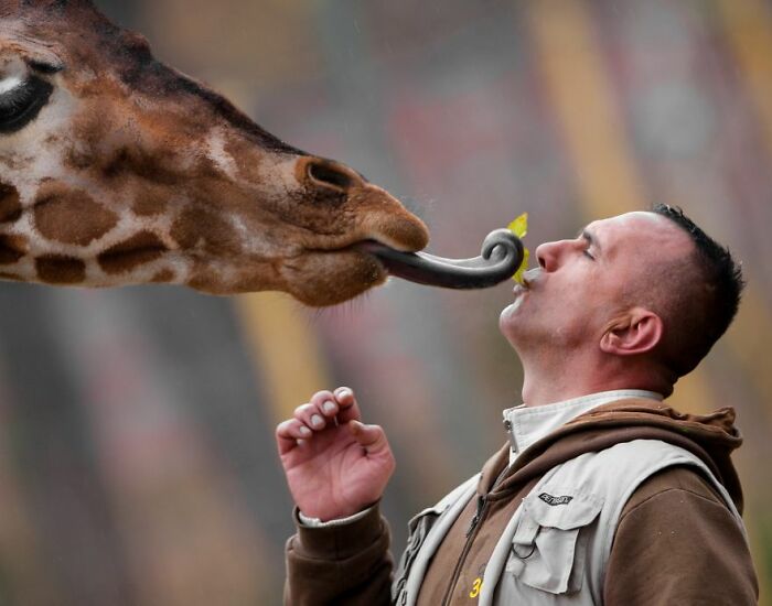 A Heartbreaking Day At The Macedonian Zoo: Zookeeper And Giraffe Both Pass Away, Leaving A Legacy