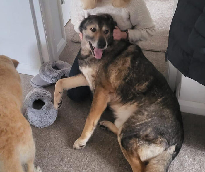 Senior Stray Dog From Spain Can&rsquo;t Stop Smiling After Getting Rescued And Adopted By A Family In The UK