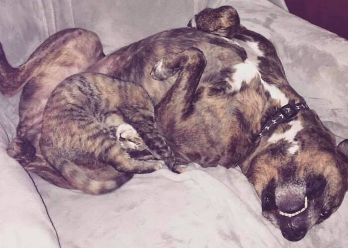 Woman Shares Video Of Her Dog Asking Cat Best Friend For A &lsquo;Bath,&rsquo; It Goes Viral Online