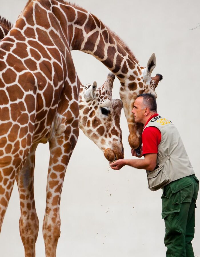 A Heartbreaking Day At The Macedonian Zoo: Zookeeper And Giraffe Both Pass Away, Leaving A Legacy
