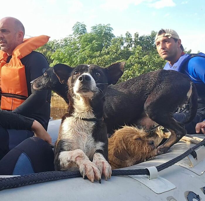 These Dedicated Volunteers Are Rescuing Thousands Of Animals From Rio Grande Do Sul Floods