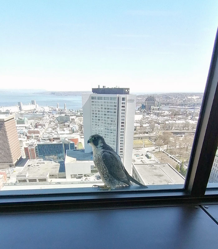 We Were Told That There Were Peregrine Falcons Nesting Somewhere At My Workplace. Today, We Had This Little Visit