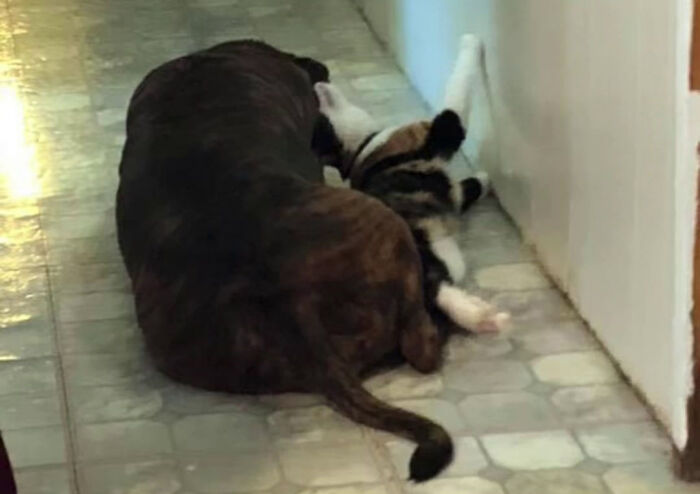 Woman Shares Video Of Her Dog Asking Cat Best Friend For A &lsquo;Bath,&rsquo; It Goes Viral Online