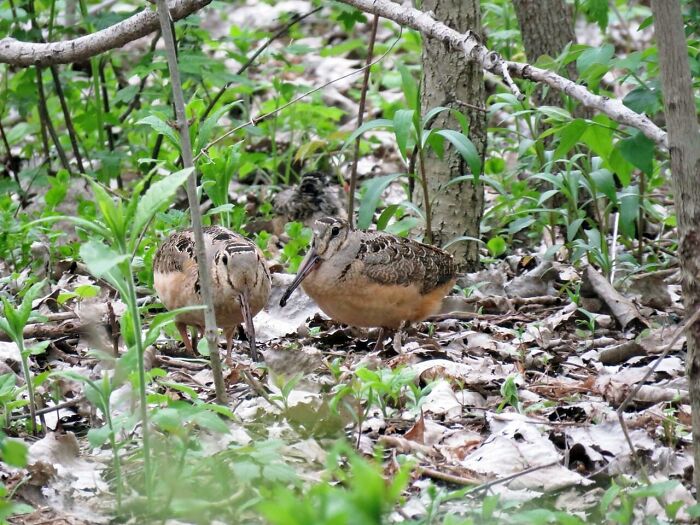American Woodcock Becomes Internet&rsquo;s Favorite With Its Weird Way Of Walking