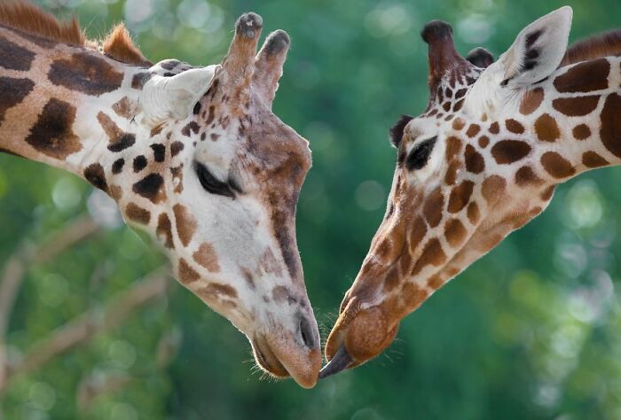 A Heartbreaking Day At The Macedonian Zoo: Zookeeper And Giraffe Both Pass Away, Leaving A Legacy