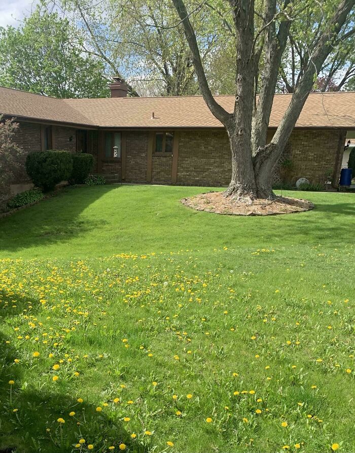 Mi vecino usa herbicida, yo no