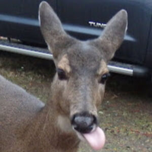 robynswaimcneajna avatar