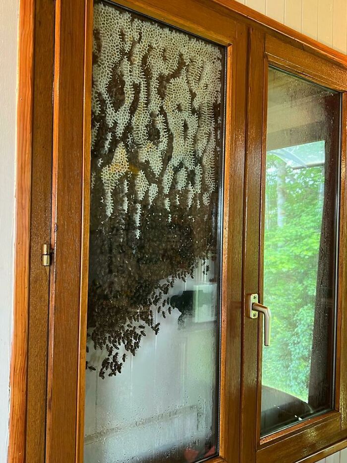Beehive with honeycomb and bees attached to the inside of a glass window, showcasing a heartwarming wildlife encounter.