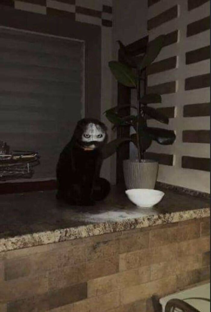 If You’re Cat Falls In To Flour (Face First), Do You Think It Is A Good Idea To Call The Local Pastor?