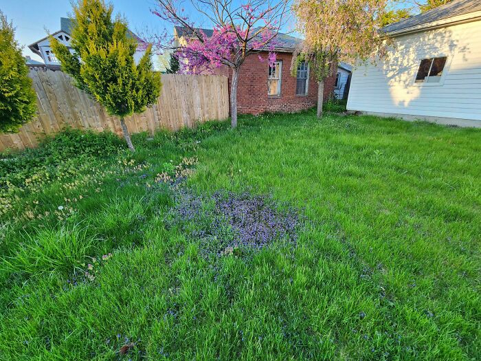 Ahí enterramos a mi perro hace más de 3 años, y ahora salen flores moradas