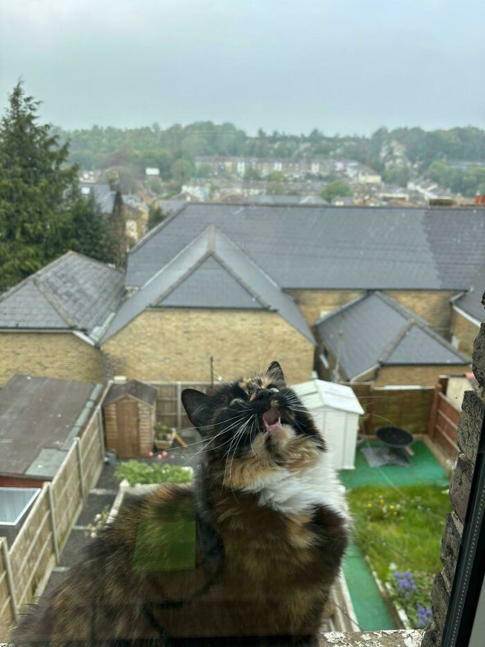 Calico cat meowing dramatically by a window with a view of rooftops and greenery in the background.
