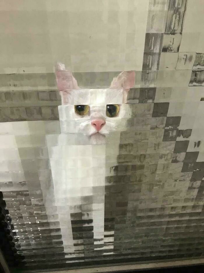The Cat Behind This Glass