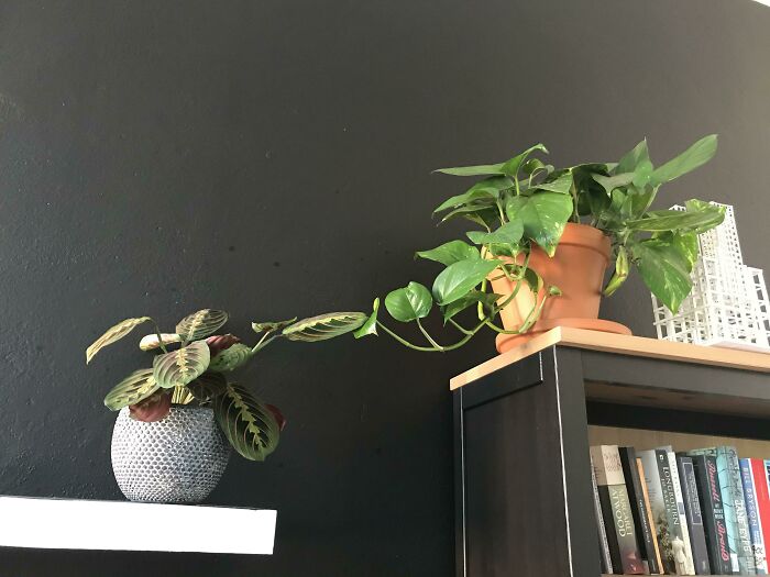 The Creation Of Adam, Michelangelo, C. 1508-1512