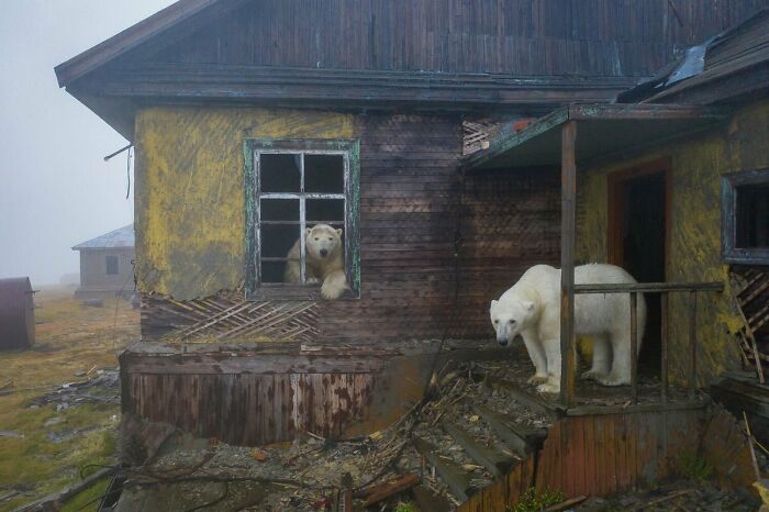 Osos polares en una estación meteorológica soviética abandonada