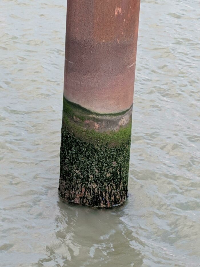 Sunrise Landscape Made By Moss And Rust