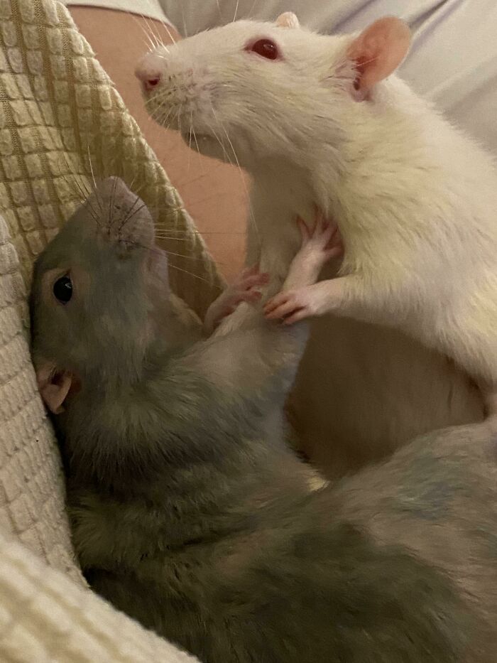 My Boys Posing For A Renaissance Painting