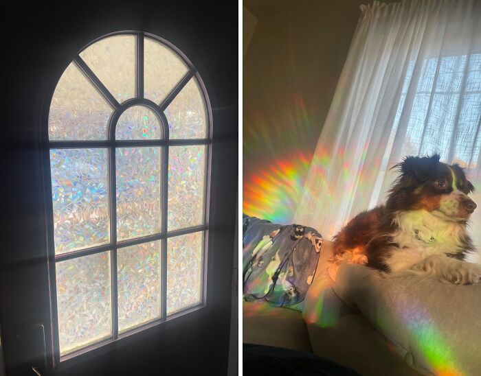Stained glass effect and sunlight create rainbow patterns on a dog and sofa, showcasing popular panda products.