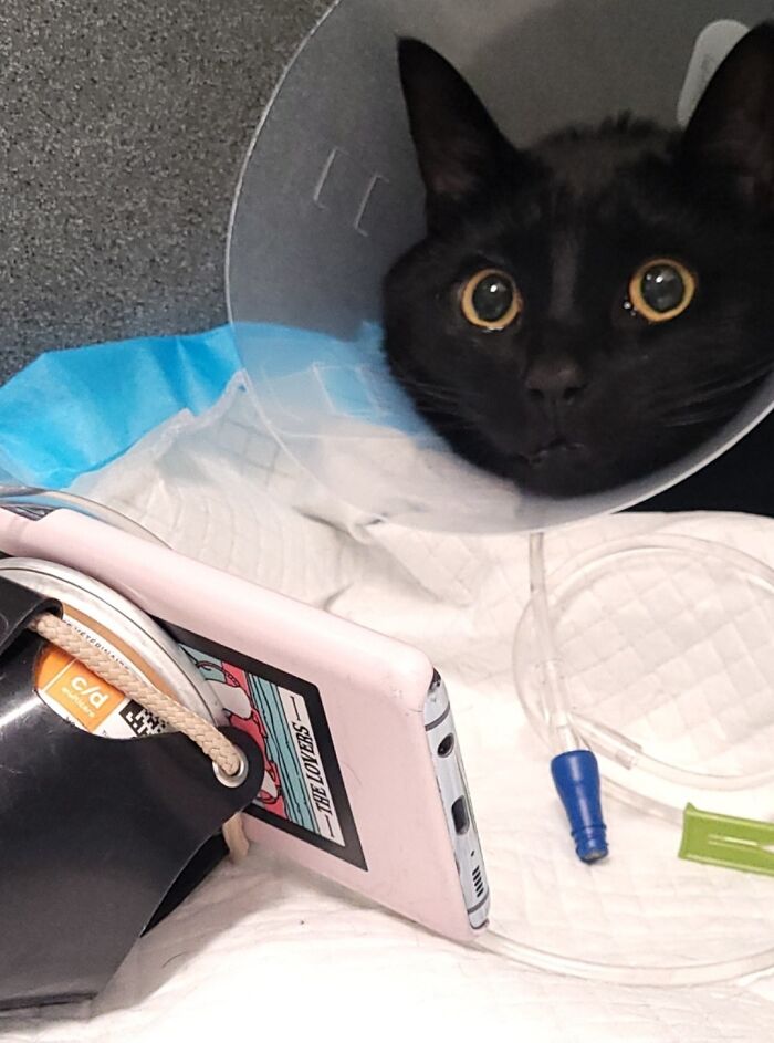 Black cat with a cone at veterinarian's office, curiously looking at a phone screen, capturing a wholesome moment.