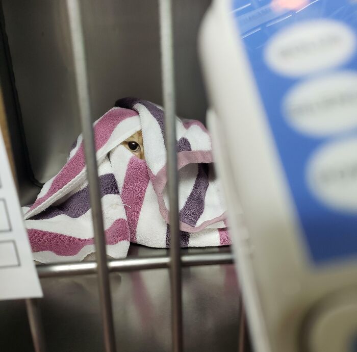 I Can't Have My Teefs Cleaned If They Can't See Me