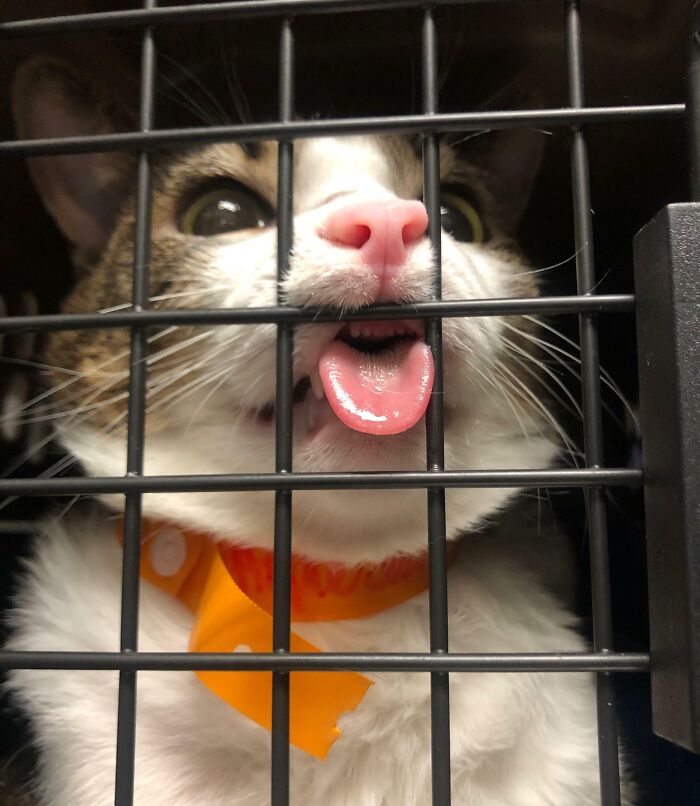 So My Cat Went Under Anesthesia For His Dental Cleaning This Weekend