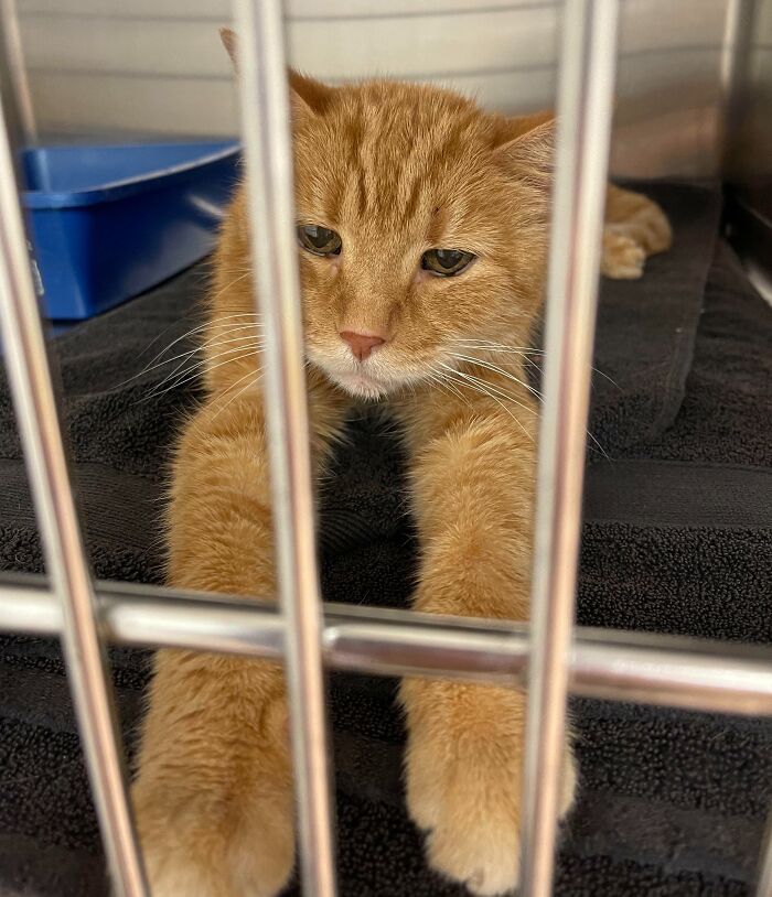 Orange cat with paws stretched out behind bars at veterinarian's office, looking sleepy and calm.