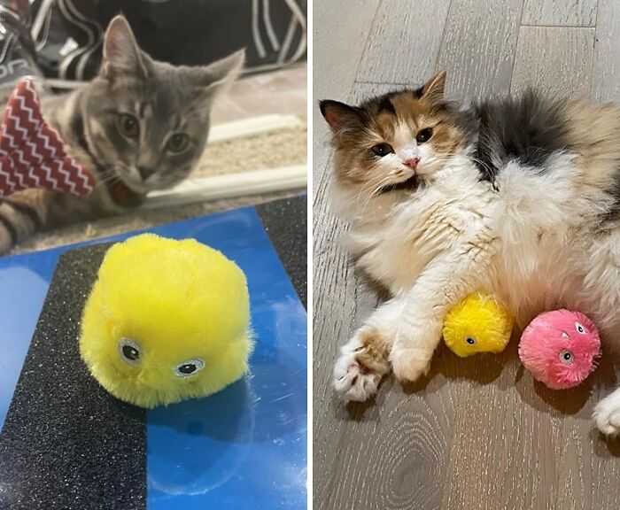 These Chirping Cat Balls Bring Out The Wild & Fun Side Of Your Kitty!