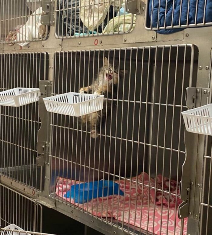 Since We’re Sharing Monkey Cats, Here’s Mine Before I Brought Her Home